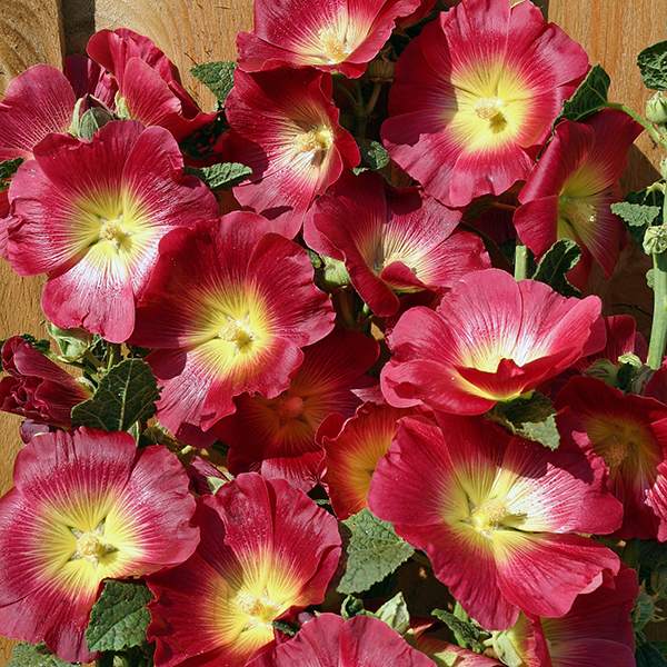 Halo Red hollyhock Hollyhock Halo Red flowers