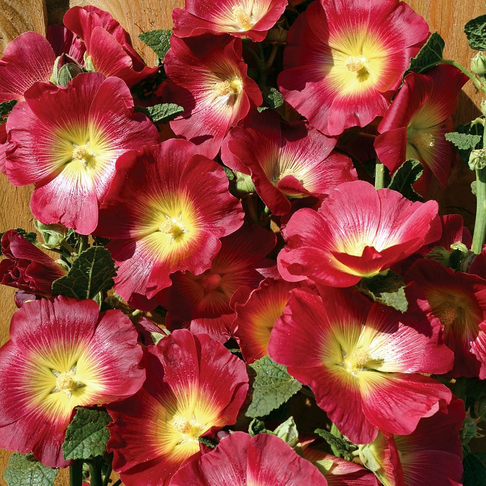 Halo Red hollyhock Hollyhock Halo Red flowers