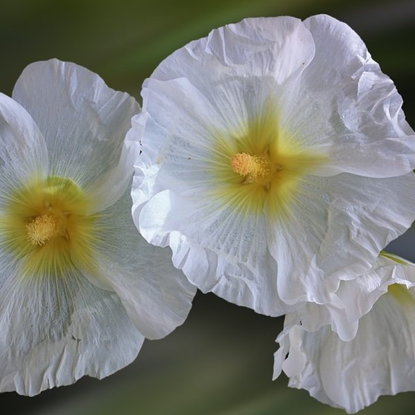 Halo White hollyhock Hollyhock Halo White flowers