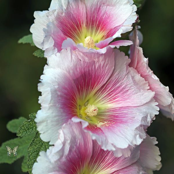 Indian Spring Mix hollyhock