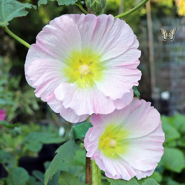 Indian Spring Mix hollyhock, pink and white flower Indian Spring Mix hollyhock