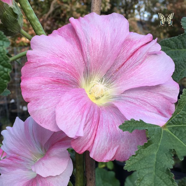 Indian Spring Mix hollyhock