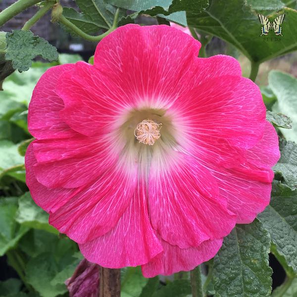 Indian Spring Mix hollyhock