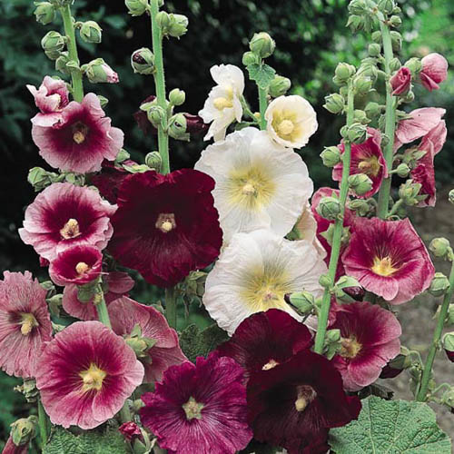 Hollyhock Seeds | 26 Hollyhocks | Perennial Flower Seeds