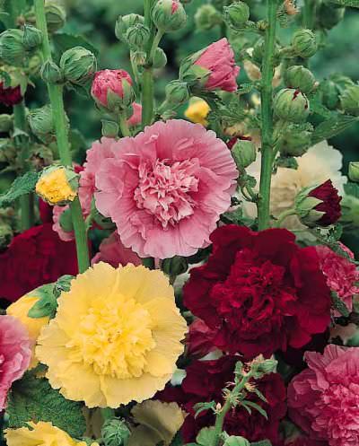 Majorette Mix hollyhock Hollyhock Majorette Mix