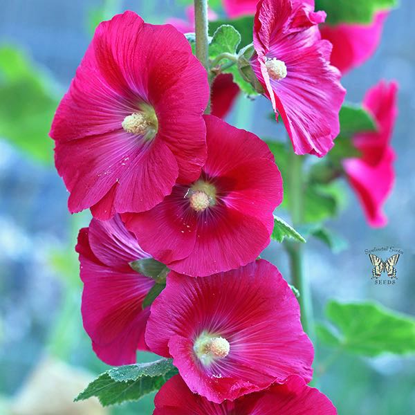 20 Seeds White With Medium Pk Center Single Bloom Rare Hollyhock Afternoon Kiss 