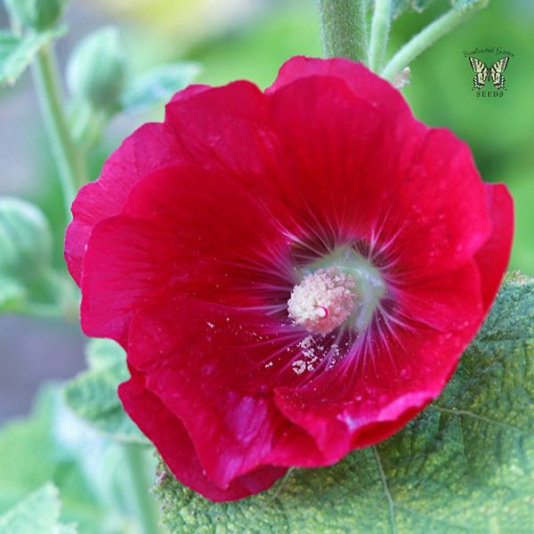 Hollyhock Mars Magic flower