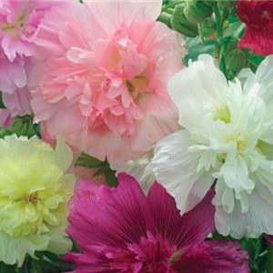 Queeny Dwarf Mix hollyhock Hollyhock Queeny Dwarf Mix