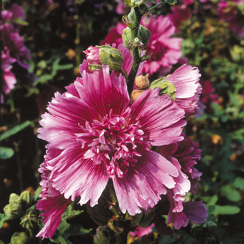 Queeny Dwarf Purple hollyhock Hollyhock Queeny Dwarf Purple