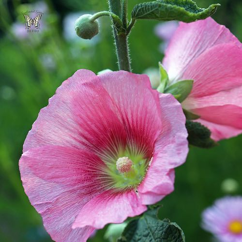 Hollyhock Radiant Rose