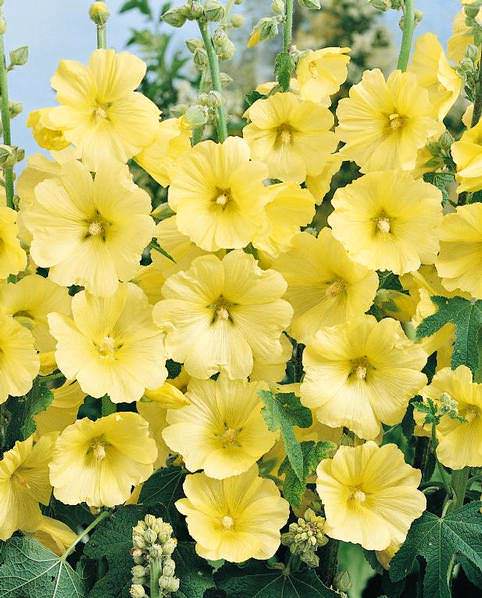 Hollyhock Russian Yellow