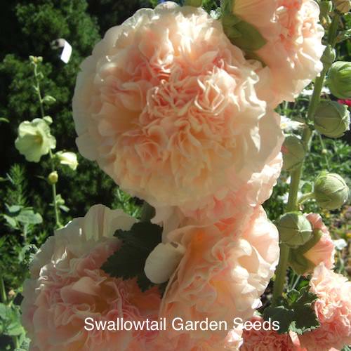 Hollyhock Chater's Salmon Queen