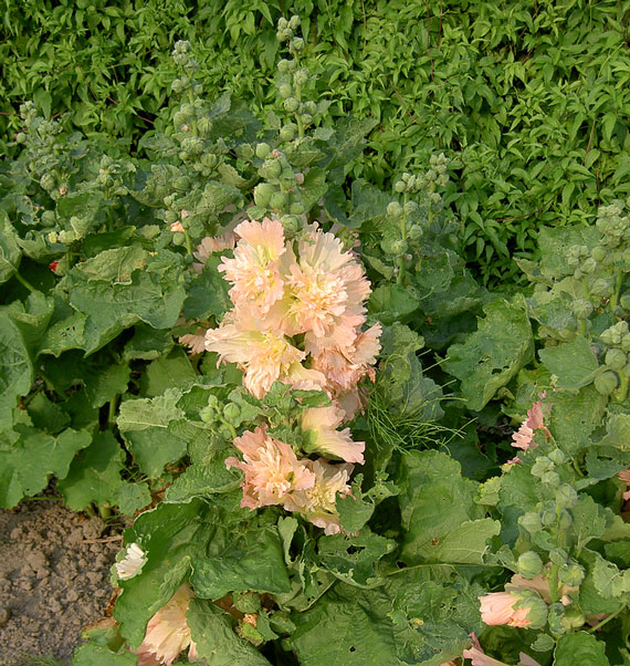Apricot Spring Celebrities hollyhock Hollyhock Spring Celebrities Apricot
