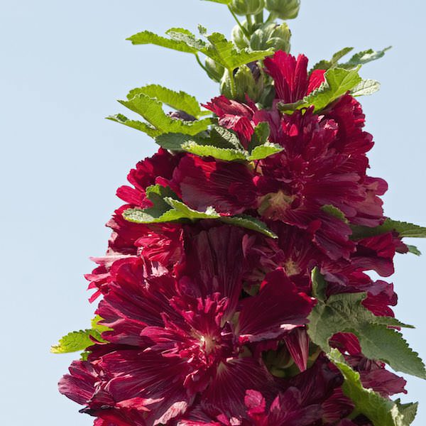 Crimson Spring Celebrities hollyhock Hollyhock Spring Celebrities Crimson