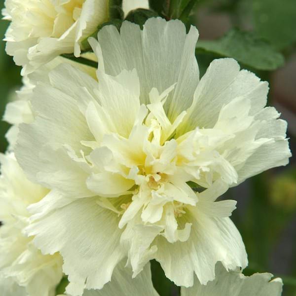 Lemon Spring Celebrities hollyhock Hollyhock Spring Celebrities Lemon