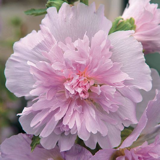 Lilac Spring Celebrities hollyhock Spring Celebrities Lilac hollyhock