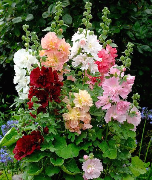 Hollyhock Spring Celebrities Mix