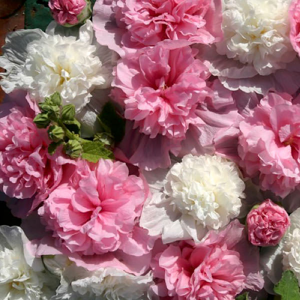 The Bridesmaid hollyhock Hollyhock The Bridesmaid