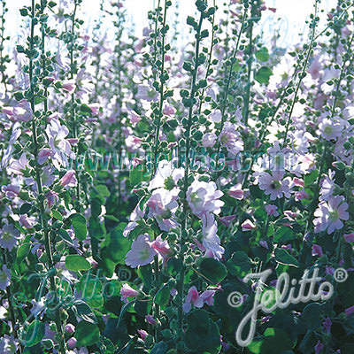 Hollyhock Turkish Wild flowers