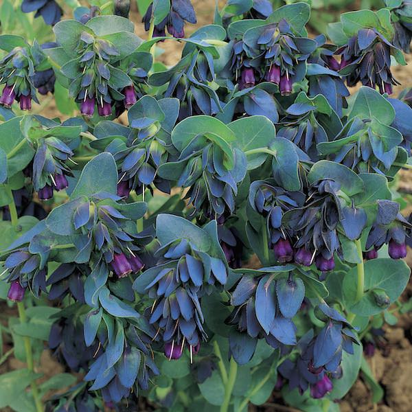 Purple Belle honeywort Purple Belle honeywort seeds