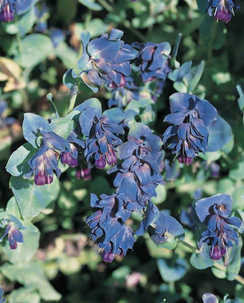 Kiwi Blue honeywort seeds