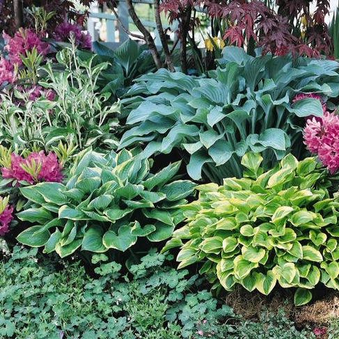 New Hybrids hosta Hosta New Hybrids - Hosta x hybrida