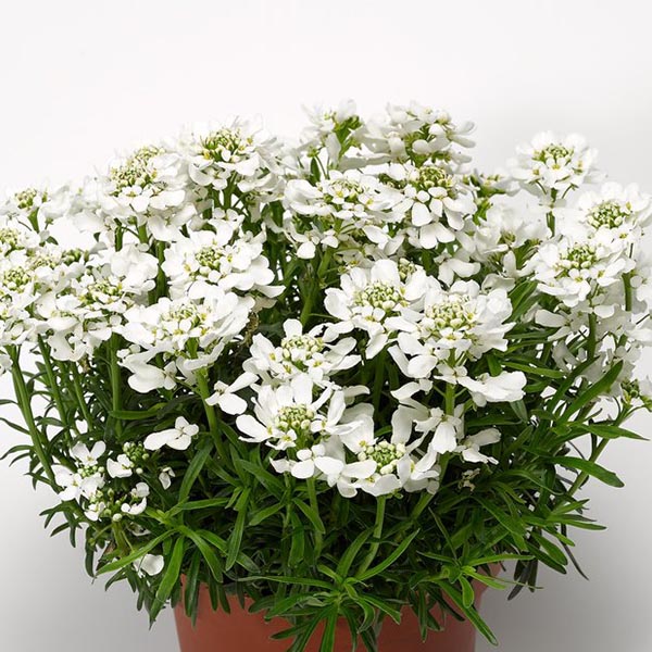 Whistler White Candytuft Candytuft Whistler White - Iberis sempervirens