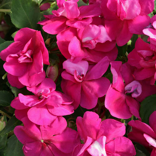 Impatiens Athena Bright Purple