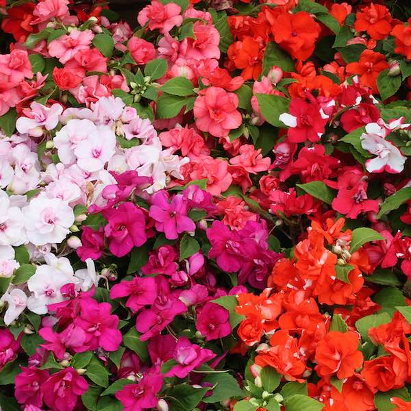 Impatiens Athena Mix Impatiens Athena Mix