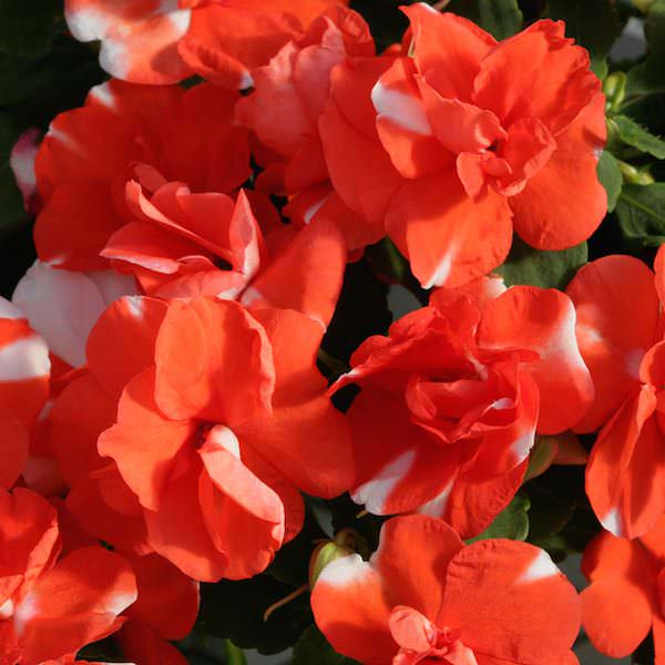 Impatiens Athena Orange Flash