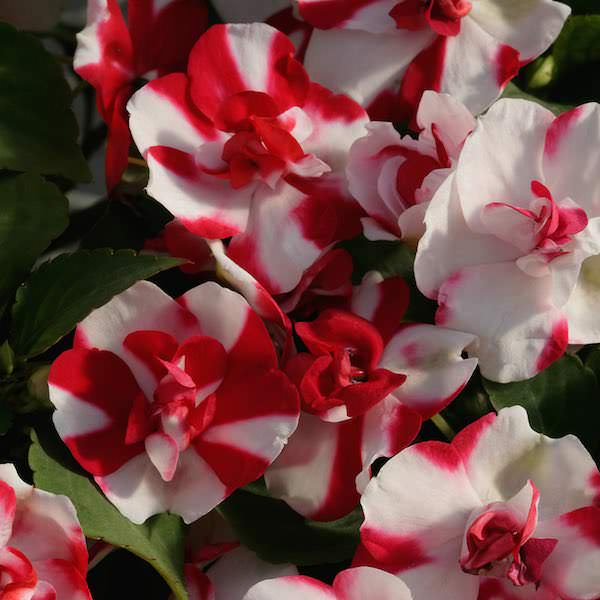 impatiens-athena-red-flash.jpg