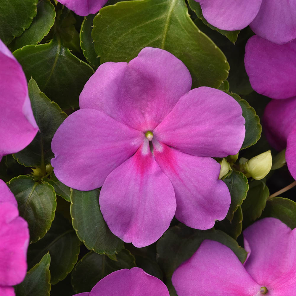 Impatiens Beacon Blue Pearl