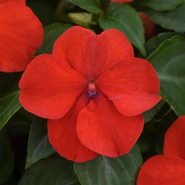 Impatiens Beacon Bright Red flower