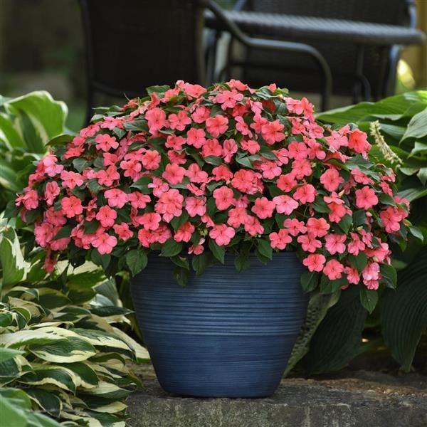 Impatiens Beacon Coral plant