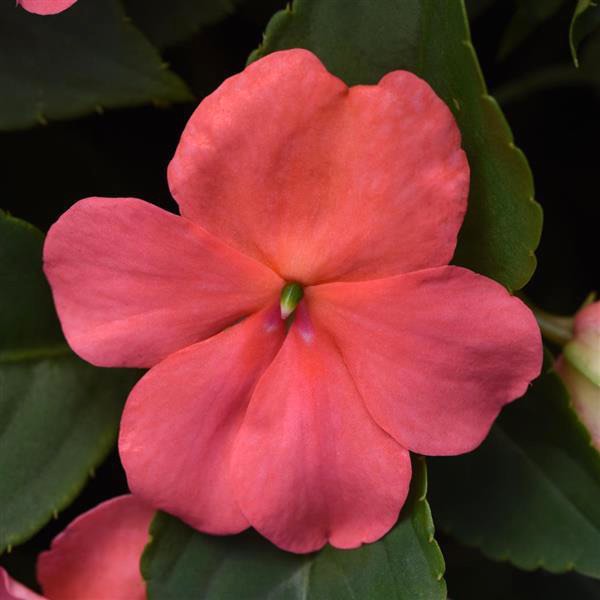 Impatiens Beacon Coral flower