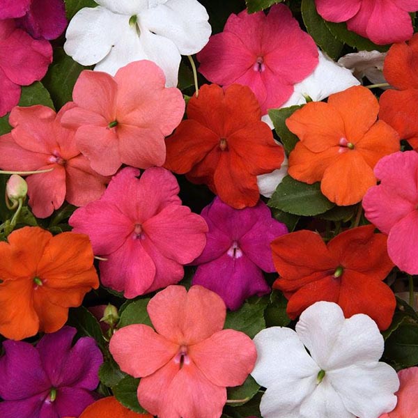 Impatiens Beacon Formula Mixture seeds