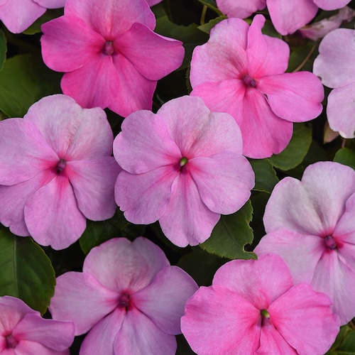 Impatiens Beacon Light Pink
