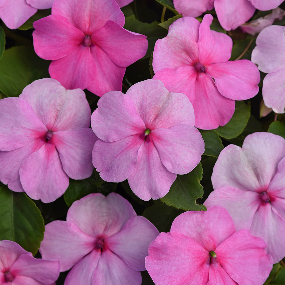 Impatiens Beacon Light Pink