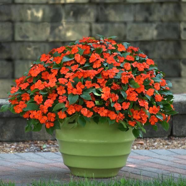 Impatiens Beacon Orange plant