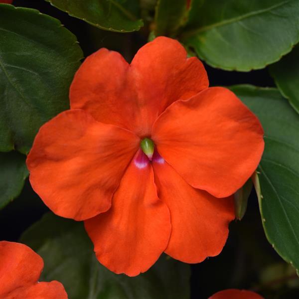 Impatiens Beacon Orange flower