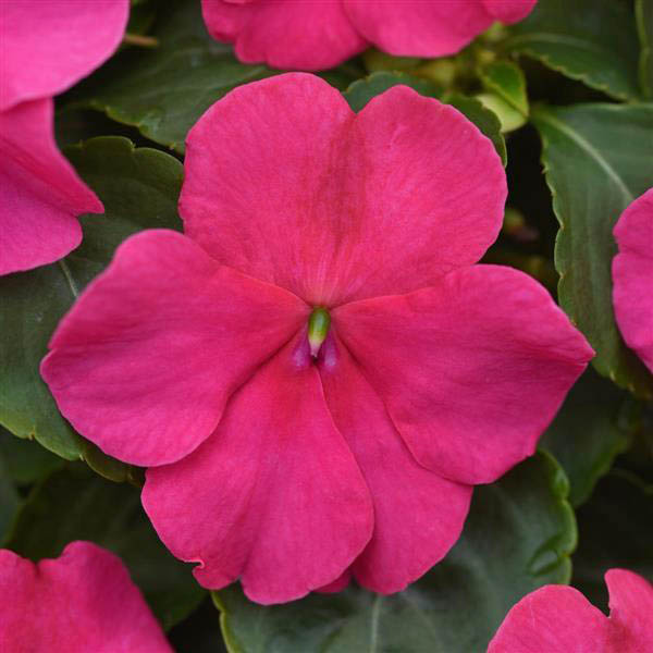 Single Candy Neon Rose   1,000 seeds Impatiens 