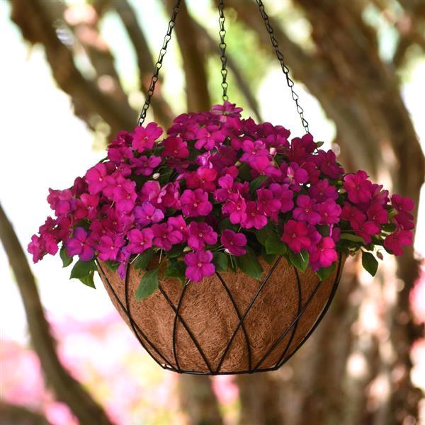 Impatiens Beacon Violet Shades plant