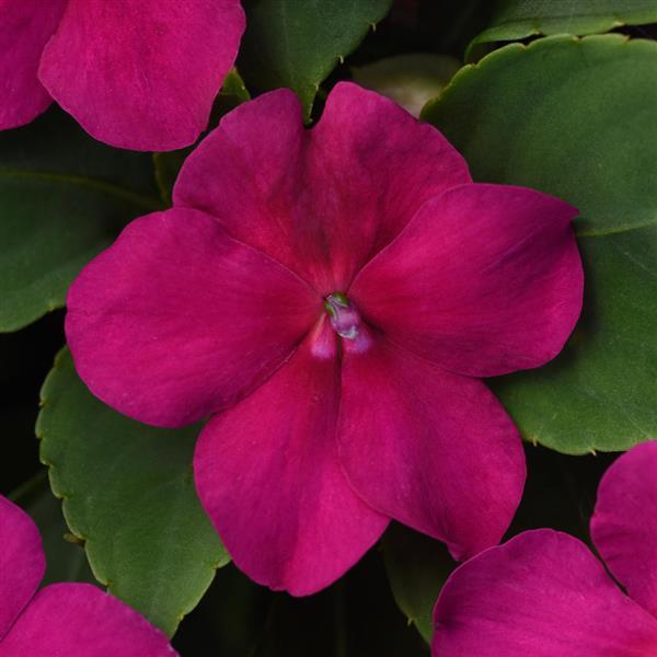 Impatiens Beacon Violet Shades flower