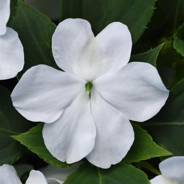 Impatiens Beacon White flower