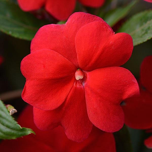 Divine Red New Guinea impatiens Impatiens New Guinea Divine Red