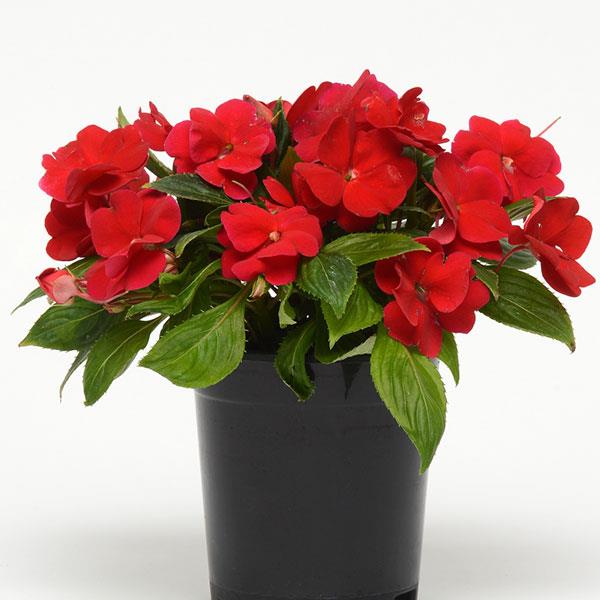Divine Red New Guinea impatiens Impatiens Divine Red New Guinea
