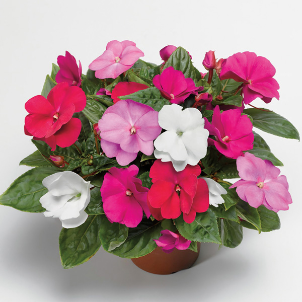 Impatiens New Guinea Florific Mix