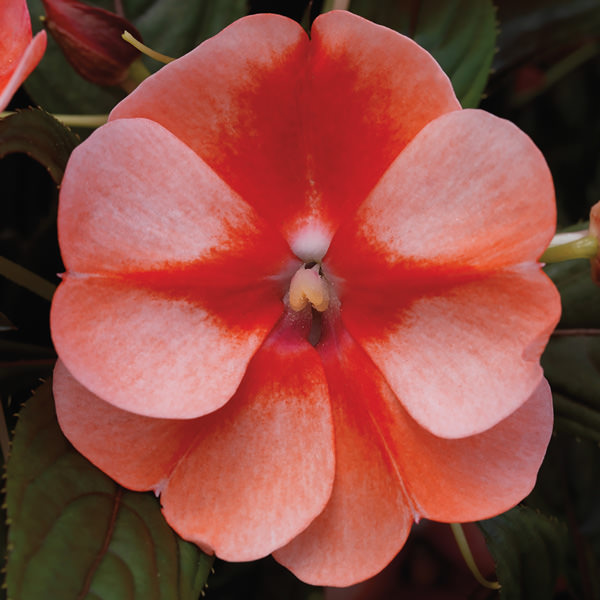 Florific Sweet Orange New Guinea impatiens Florific Sweet Orange New Guinea impatiens seeds