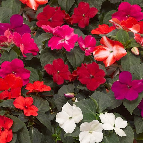 Impatiens Imara XDR Mix seeds