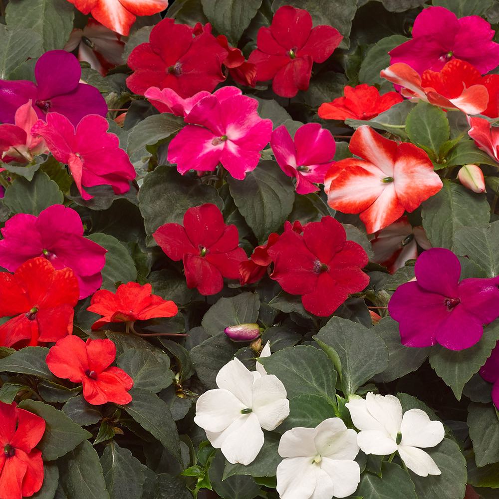 Imara XDR Mix impatiens Impatiens Imara XDR Mix